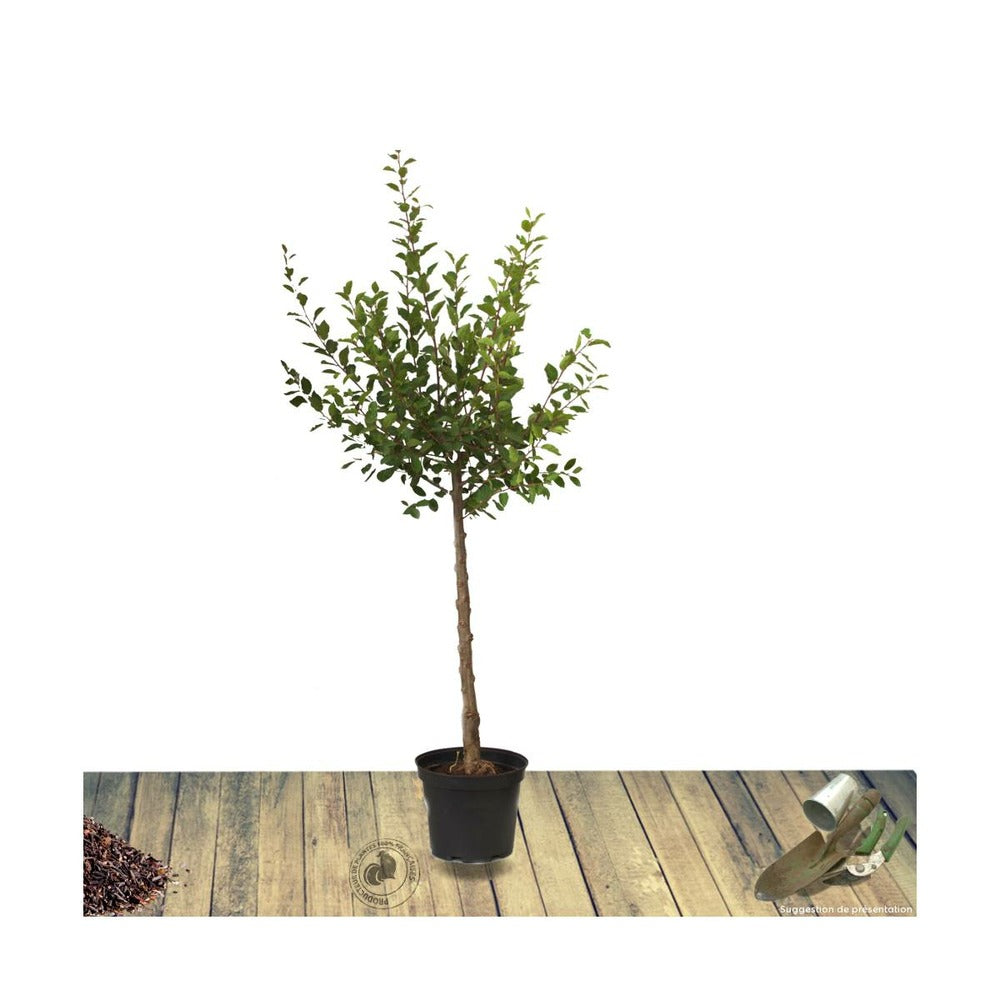  Prunier X Domestica Reine Claude Dorée/pot De 10l - Gobelet 2 Ans