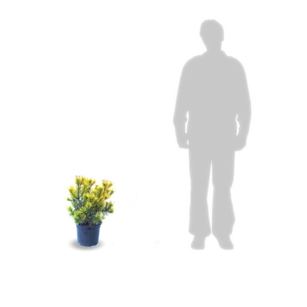  Pin De Montagne Mugo Winter Gold/pot De 5l - 40/60 Cm