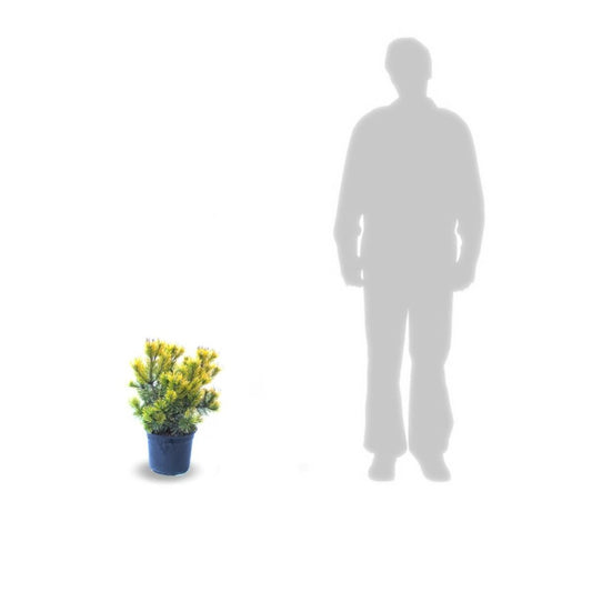  Pin De Montagne Mugo Winter Gold/pot De 5l - 40/60 Cm