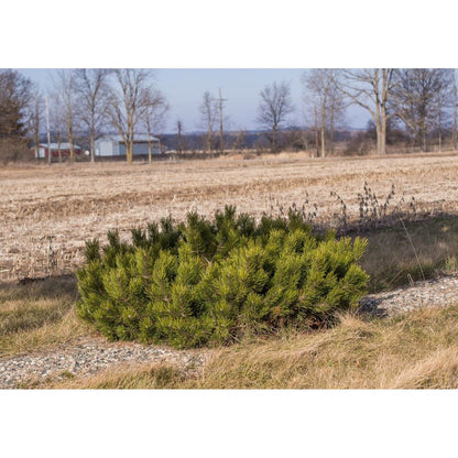  Pin De Montagne Mugo Var. Pumilio/pot De 12l - 50/60 Cm