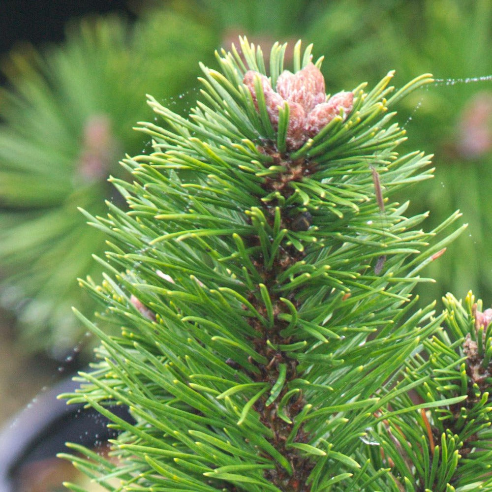  Pin De Montagne Mugo Var. Pumilio/pot De 12l - 50/60 Cm