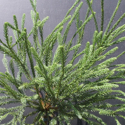  Cèdre Du Japon Japonica Araucarioides/pot De 5l - 40/60 Cm