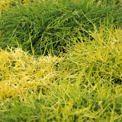  Faux Cyprès Pisifera Sungold/pot De 3l - 20/40 Cm