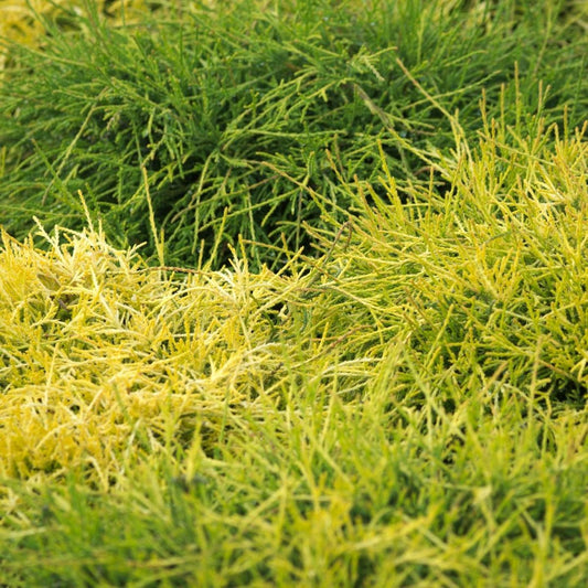  Faux Cyprès Pisifera Sungold/pot De 3l - 20/40 Cm