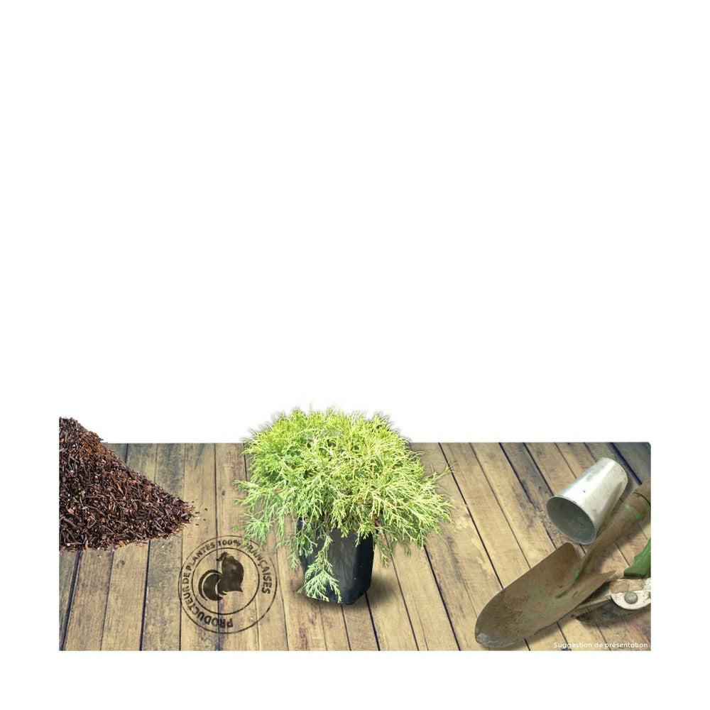  Faux Cyprès Pisifera Sungold/pot De 3l - 20/40 Cm