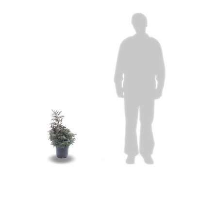  Faux Cyprès Pisifera Boulevard/pot De 3l - 20/40 Cm