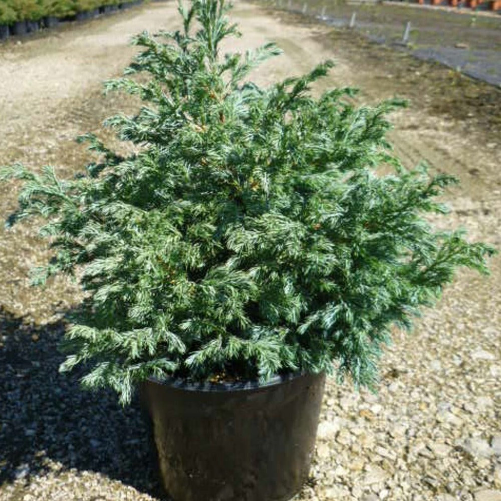  Faux Cyprès Pisifera Boulevard/pot De 3l - 20/40 Cm