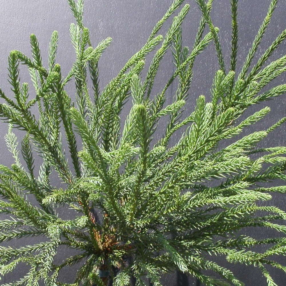  Cèdre Du Japon Japonica Araucarioides/pot De 15l - 60/80 Cm