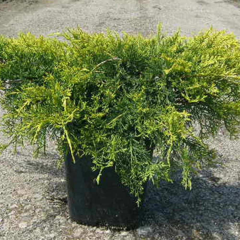  Genévriers X Media Pfitzeriana Aurea/pot De 3l - 20/40 Cm