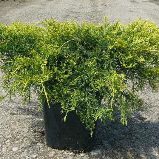  Genévriers X Media Pfitzeriana Aurea/pot De 3l - 20/40 Cm