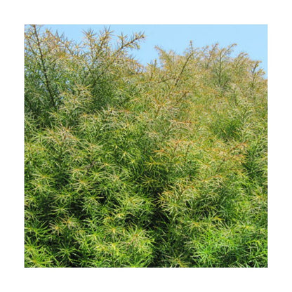  Cèdre Du Japon Japonica Elegans/pot De 3l - 20/40 Cm