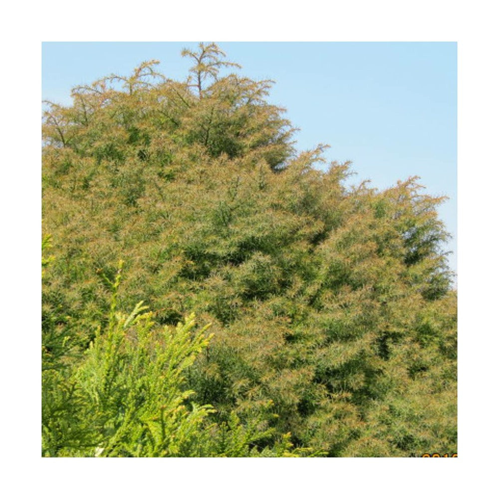  Cèdre Du Japon Japonica Elegans/pot De 3l - 20/40 Cm