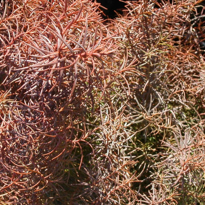  Cèdre Du Japon Japonica Elegans/pot De 3l - 20/40 Cm