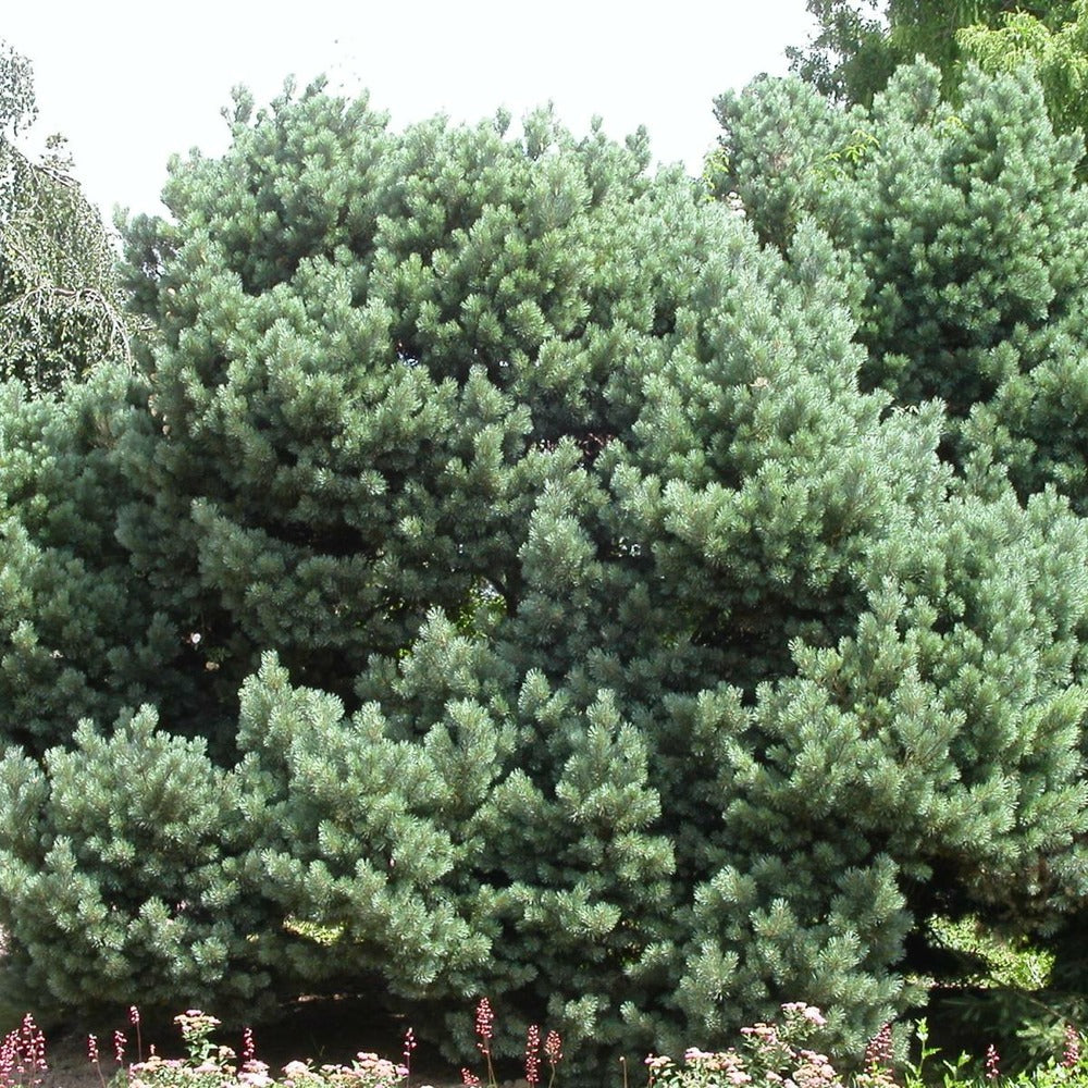  Pin Sylvestre Sylvestris Watereri/pot De 12l - 50/60 Cm