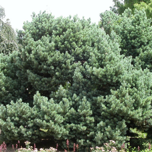  Pin Sylvestre Sylvestris Watereri/pot De 12l - 50/60 Cm