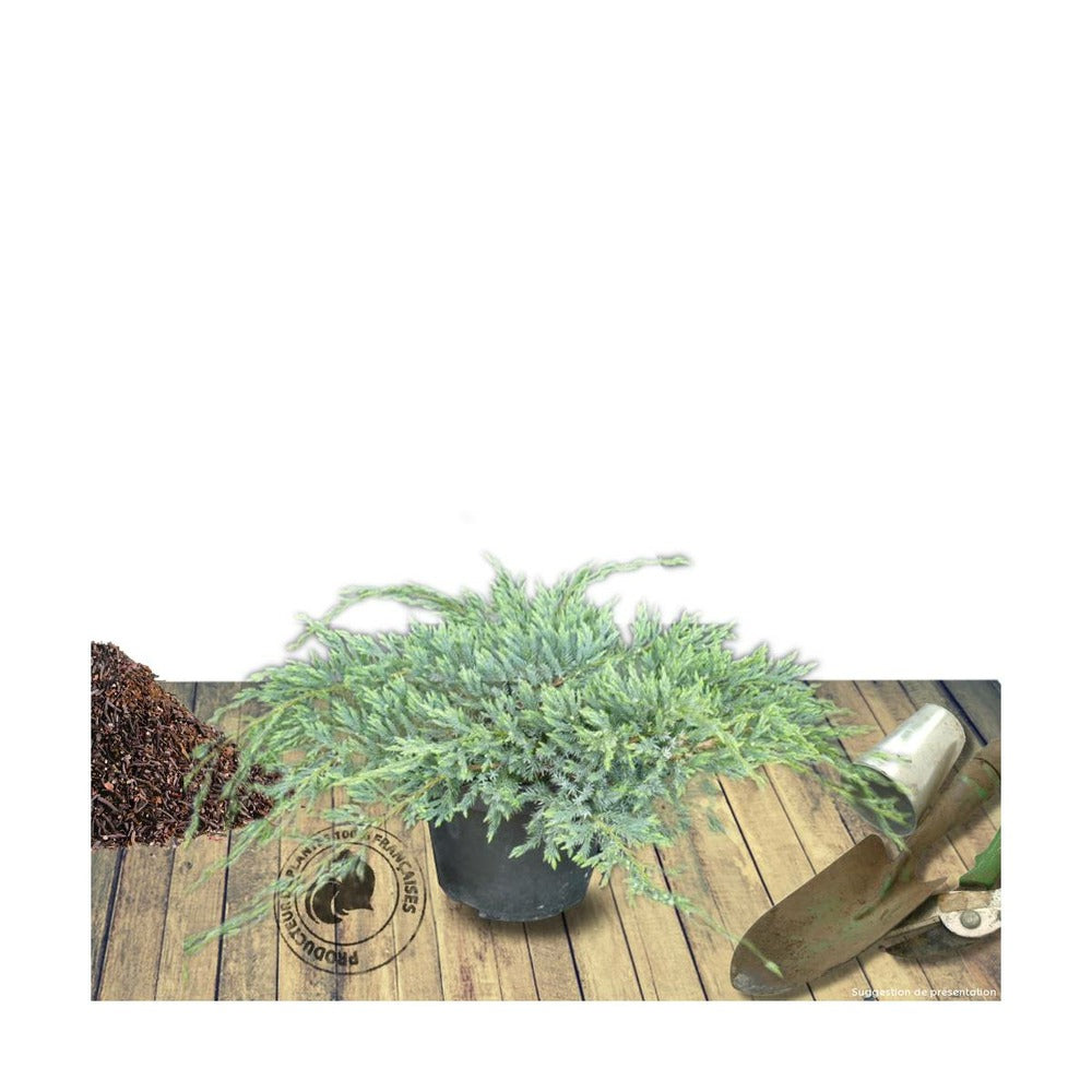  Genévrier écailleux Squamata Blue Carpet/pot De 5l - 40/60 Cm