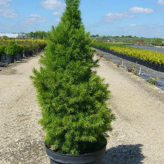  Épinette Blanche Glauca Conica/pot De 5l - 40/60 Cm