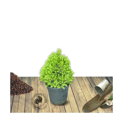  Épinette Blanche Glauca Conica/pot De 5l - 40/60 Cm