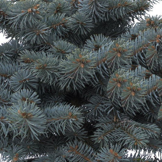  Épicéa Bleu Pungens Glauca Globosa/pot De 5l - 40/60 Cm