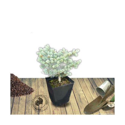  Épicéa Bleu Pungens Glauca Globosa/pot De 5l - 40/60 Cm