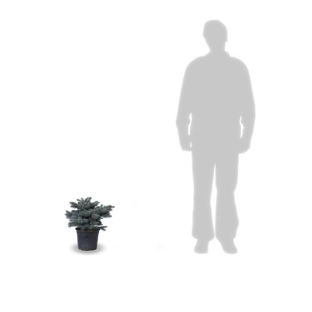  Épicéa Bleu Pungens Glauca Globosa/pot De 5l - 40/60 Cm