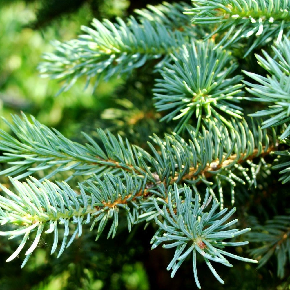  Épinette D'engelmann Engelmannii Glauca/godet - 5/20 Cm