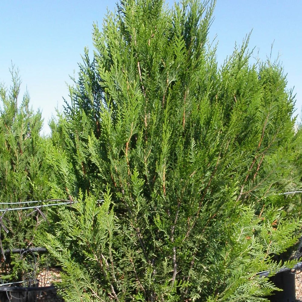  Thuya Géant Plicata Atrovirens/pot De 3l - 40/60 Cm