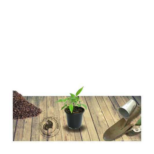  Clématite Mrs N. Thompson/pot De 3l - Echelle Bambou 60/120 Cm