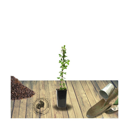  Clématite Mrs N. Thompson/pot De 3l - Echelle Bambou 60/120 Cm