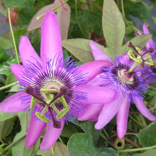  Passiflore X Violacea/godet - 5/20 Cm