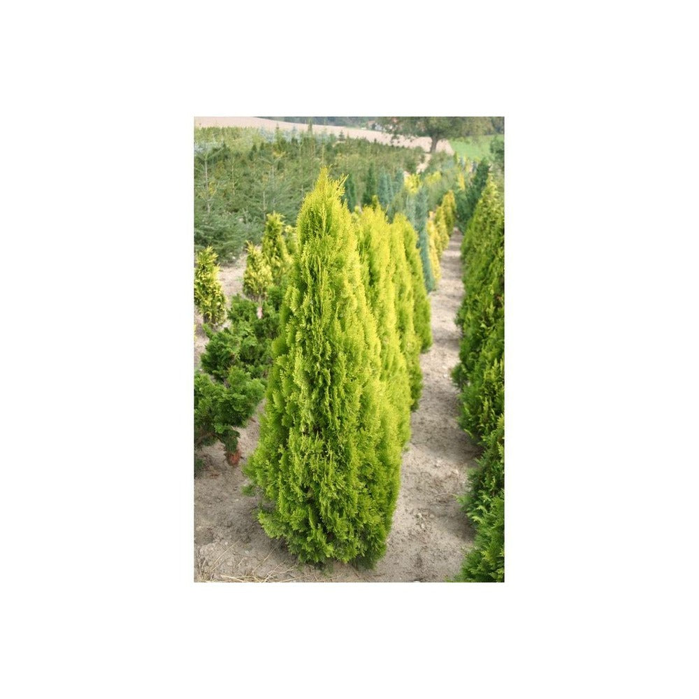  Thuya Du Canada Orientalis Pyramidalis Aurea/pot De 3l - 40/60 Cm