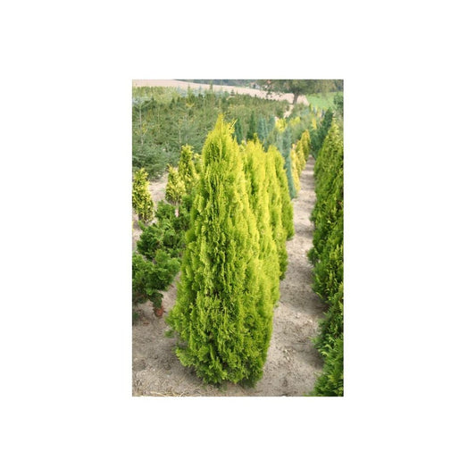  Thuya Du Canada Orientalis Pyramidalis Aurea/pot De 3l - 40/60 Cm