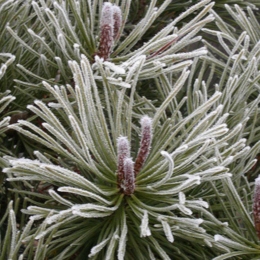  Pin De Montagne Mugo Var. Mughus/pot De 7,5l - 60/80 Cm