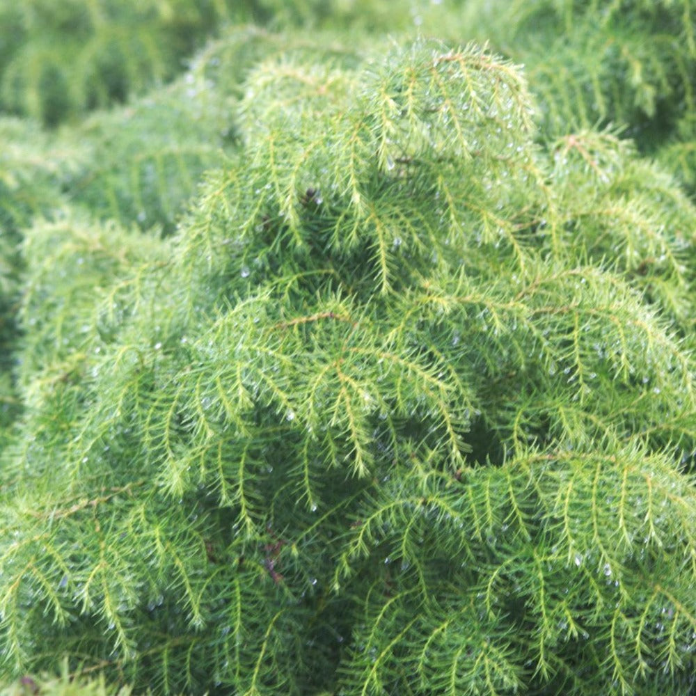  Cèdre Du Japon Japonica Elegans Viridis/pot De 3l - 20/40 Cm
