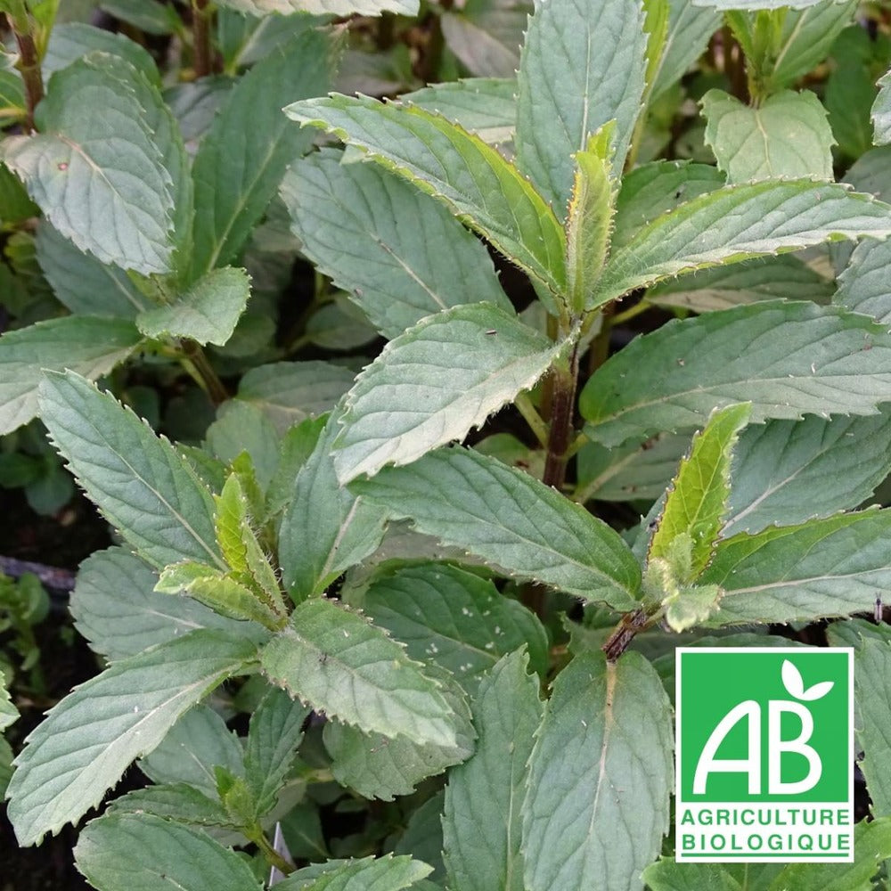  Menthe Priluskaja Bio/lot De 5 Godets