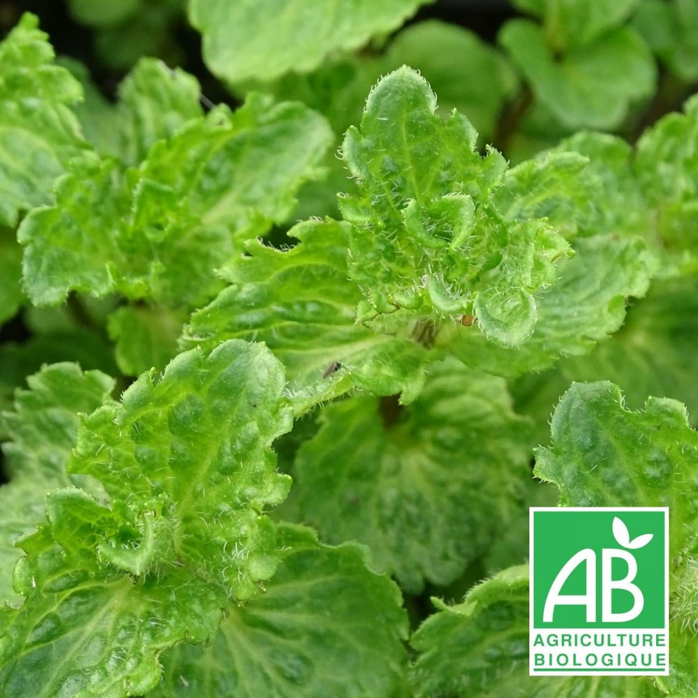  Menthe Crispée Bio/lot De 3 Godets