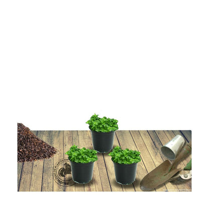  Thym Cumin, Thym Corse Herba-barona/lot De 9 Godets