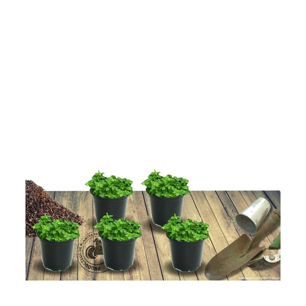  Thym Cumin, Thym Corse Herba-barona/lot De 9 Godets