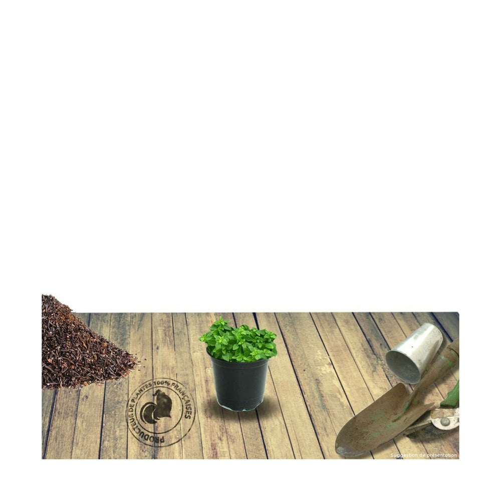  Thym Cumin, Thym Corse Herba-barona/lot De 9 Godets
