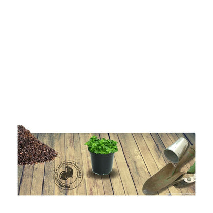  Thym Cumin, Thym Corse Herba-barona/lot De 9 Godets