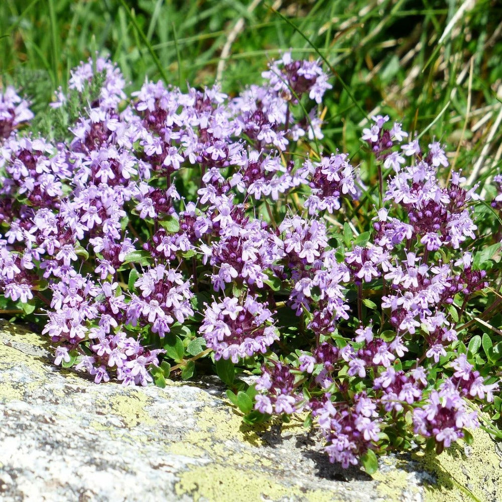  Thym Cumin, Thym Corse Herba-barona/lot De 9 Godets