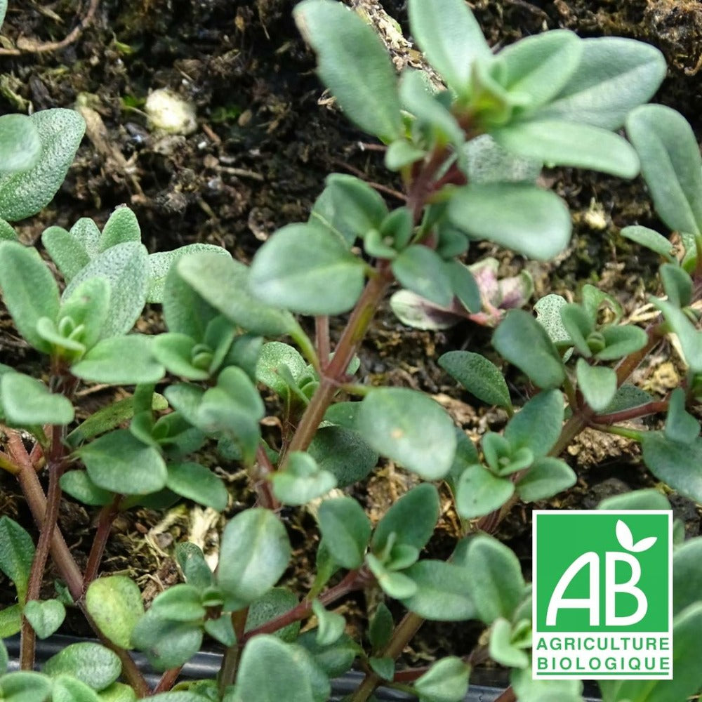 Thym Chevelu Comosus Bio/lot De 9 Godets
