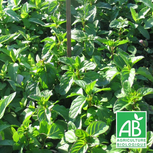  Menthe Bergamote Bio/lot De 5 Godets