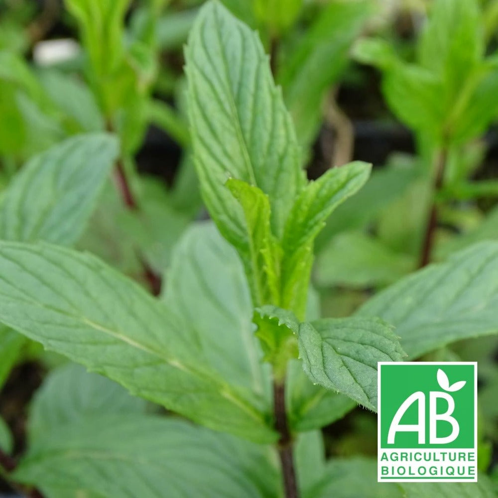  Menthe Rouge Bio/lot De 3 Godets