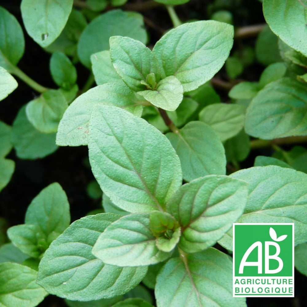  Menthe Noire Bio/lot De 5 Godets
