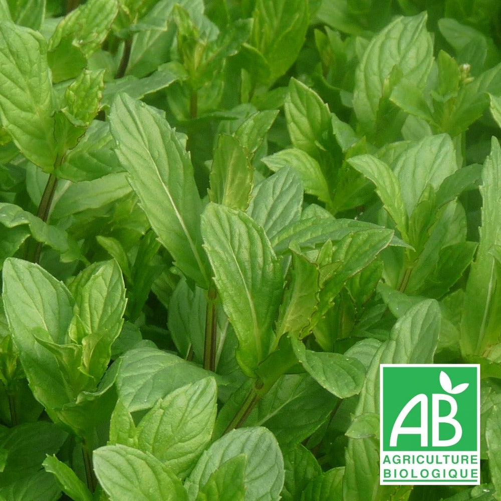  Menthe Du Canada Bio/lot De 9 Godets