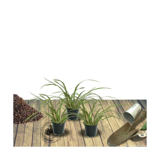  Ciboule Fistulosum/lot De 3 Godets
