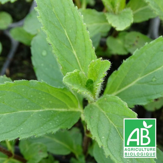  Menthe De Yakima Bio/lot De 3 Godets