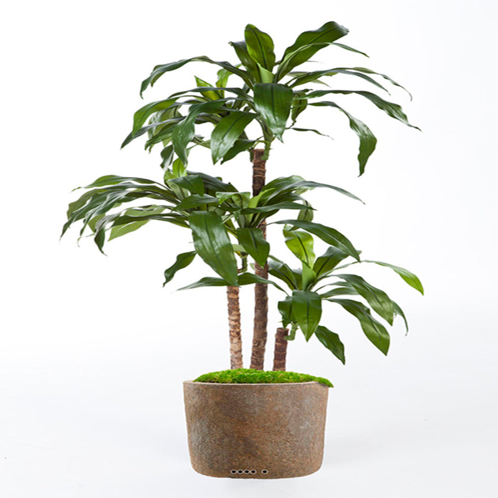  Dracaena Artificiel Fragrans 3 Troncs En Pot H 120 Cm Vert D 60 Cm - Choisissez