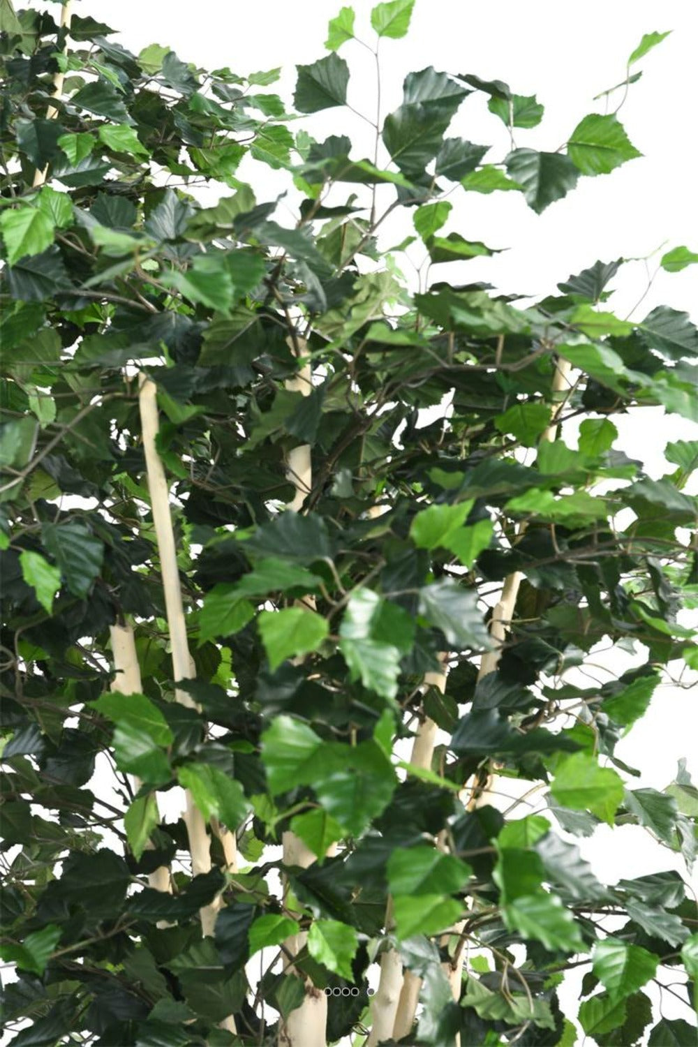  Bouleau Artificiel En Pot, H 210 Cm, D 105 Cm, Feuillage Vert